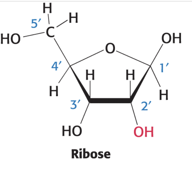 <p>A five-carbon sugar that forms the backbone of RNA. Ribose is essential for the synthesis of nucleotides. </p>