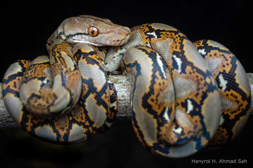 <p>Alethinophidia, Pythonidae<br>Pythons<br>- Africa, Philippines, Australia, India<br>- Robust/Large<br>- heat sensing pits<br>- divided subcaudal<br>~ 50 species</p>
