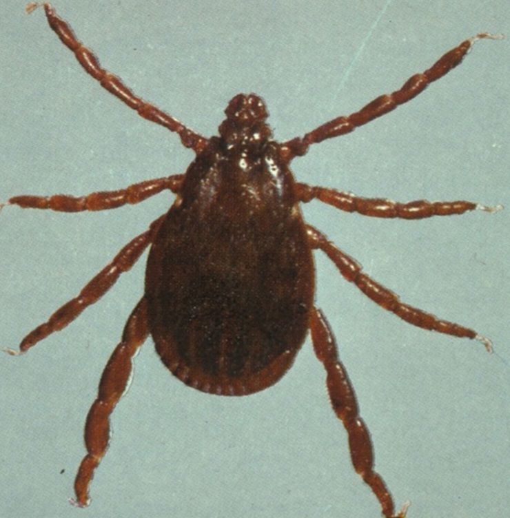 <p>What tick is this?</p>