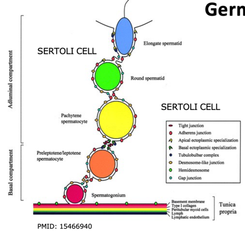 <p>Formed by Sertoli cell tight junctions that separate the basal from the apical side of the seminiferous epithelium</p><p>protects haploid germ cells from the immune system</p>