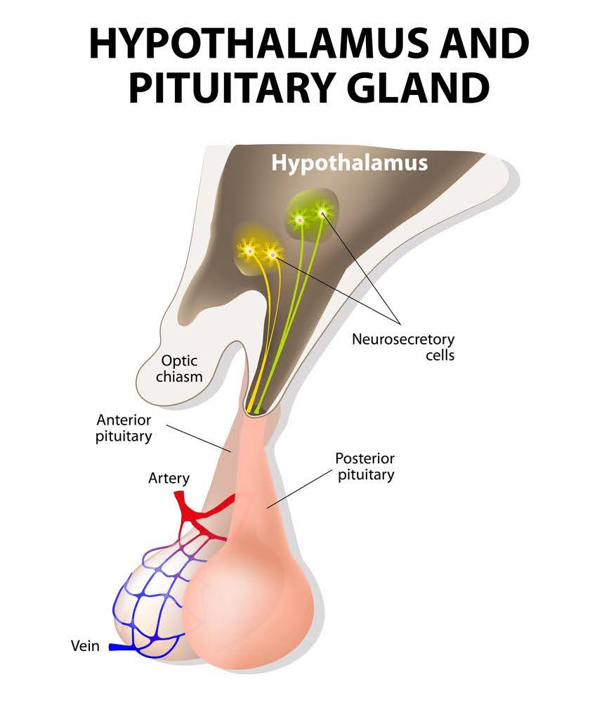 <ul><li><p>Hypothalamus integrates both the nervous system and endocrine system</p></li><li><p>Signals from the hypothalamus travel to the pituitary gland located at its base</p></li><li><p>hypo controls the release of hormones of the ant. and post. pituitary glans</p></li><li><p>Hypo secretes hypophysiotrophic hormones (releasing or inhibitory hormones) into portal systems (a specialized network of blood vessels that directly connects the hypothalamus to the anterior pituitary gland)</p></li></ul><p></p>