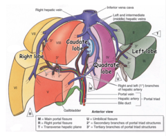 <p>How many segments does the liver have?</p>