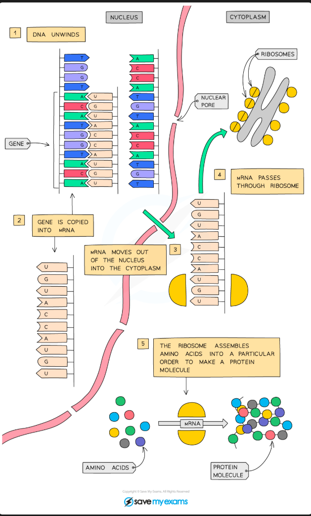 <p>- The ribosome 'reads' the code on the mRNA in groups of three</p><p>- Each triplet of bases codes for a specific amino acid</p><p>- tRNA bring specific amino acids to add to the growing protein chain in the correct order (due to its anti-codon being complementary)</p><p>- In this way, the ribosome translates the sequence of bases into a sequence of amino acids that make up a protein</p><p>- Once the amino acid chain has been assembled, it is released from the ribosome so it can fold and form the final structure of the protein</p>