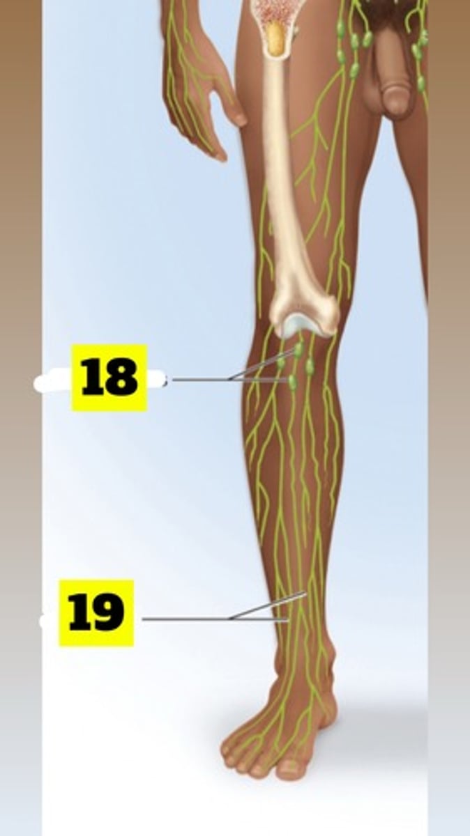 <p>Lymphatic vessels</p>