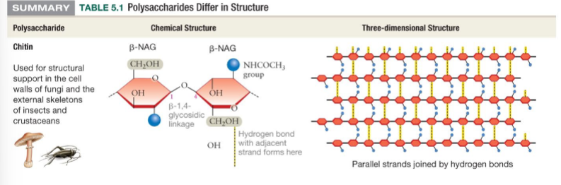 <p>Chitin is a polymer of N-acetyleglucosamine (NAG), a modified monosaccharide</p>