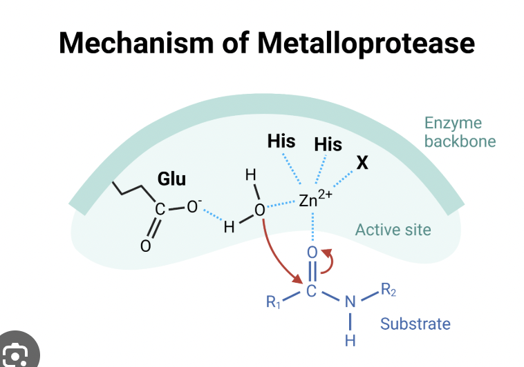 <p>cleaves at carbonyl group</p><p>specific for metal atoms</p><p>cell proliferation, angiogenesis, apoptosis</p>