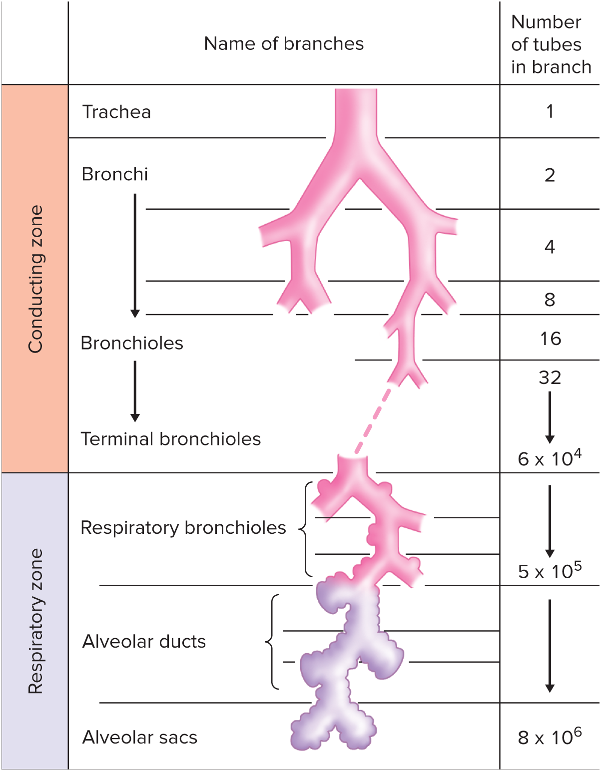 <p><span style="color: purple;">Airways beyond the larynx can be subdivided into (1/2) zones</span></p><p class="has-focus"></p><p class="has-focus is-empty">__ extends<mark data-color="purple" style="background-color: purple; color: inherit;"> from respiratory bronchioles and down</mark>. </p><p class="has-focus is-empty"><strong><mark data-color="purple" style="background-color: purple; color: inherit;">Where alveoli exchange gases with the blood.</mark></strong></p><p></p>