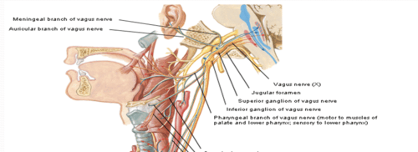<p>What does the pharyngeal branch of CN X provide motor and sensory intervation to?</p>
