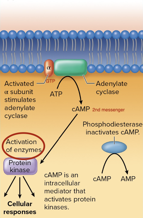 <p>G Protein-Coupled Receptors - Αlpha subunits that increase cAMP</p>