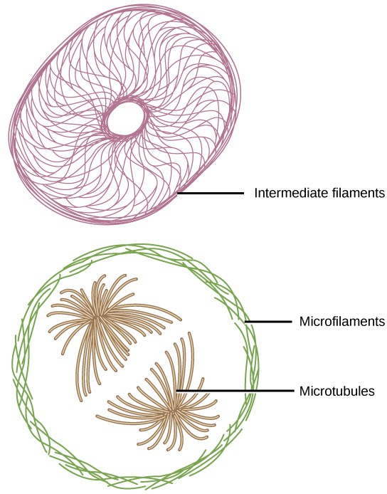<p>cytoskeleton characteristics and functions</p>