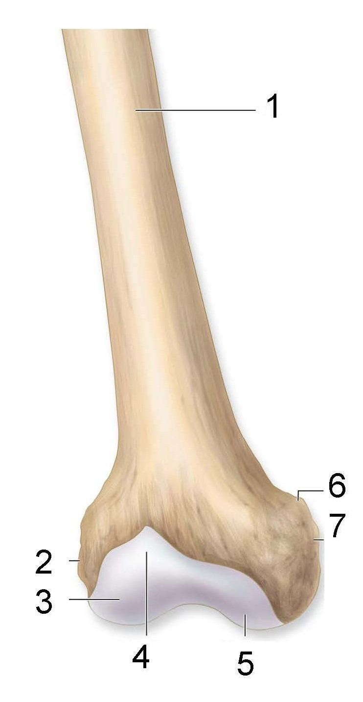 <p>What is identified in the photo (#1–#7)</p>