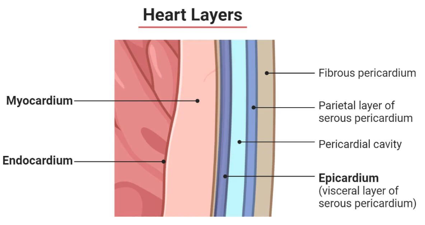 <p><strong>Please Excuse My E- 😳</strong></p><p></p><p><strong>Pericardium:</strong></p><ul><li><p>Sac-like layer surrounding the heart to reduce friction with each heartbeat</p></li></ul><p></p><p><strong>Epicardium:</strong></p><ul><li><p>Outermost layer of the heart</p></li><li><p>Thin layer of connective tissue and fat protecting the heart</p></li></ul><p></p><p><strong>Myocardium:</strong></p><ul><li><p>Thick middle layer of the heart</p></li><li><p>Pumping muscle that causes heartbeats</p></li></ul><p></p><p><strong>Endocardium:</strong></p><ul><li><p>Innermost layer of the heart</p></li><li><p>Thin Lining covering the inner chambers of the heart and valves</p></li></ul><p></p>