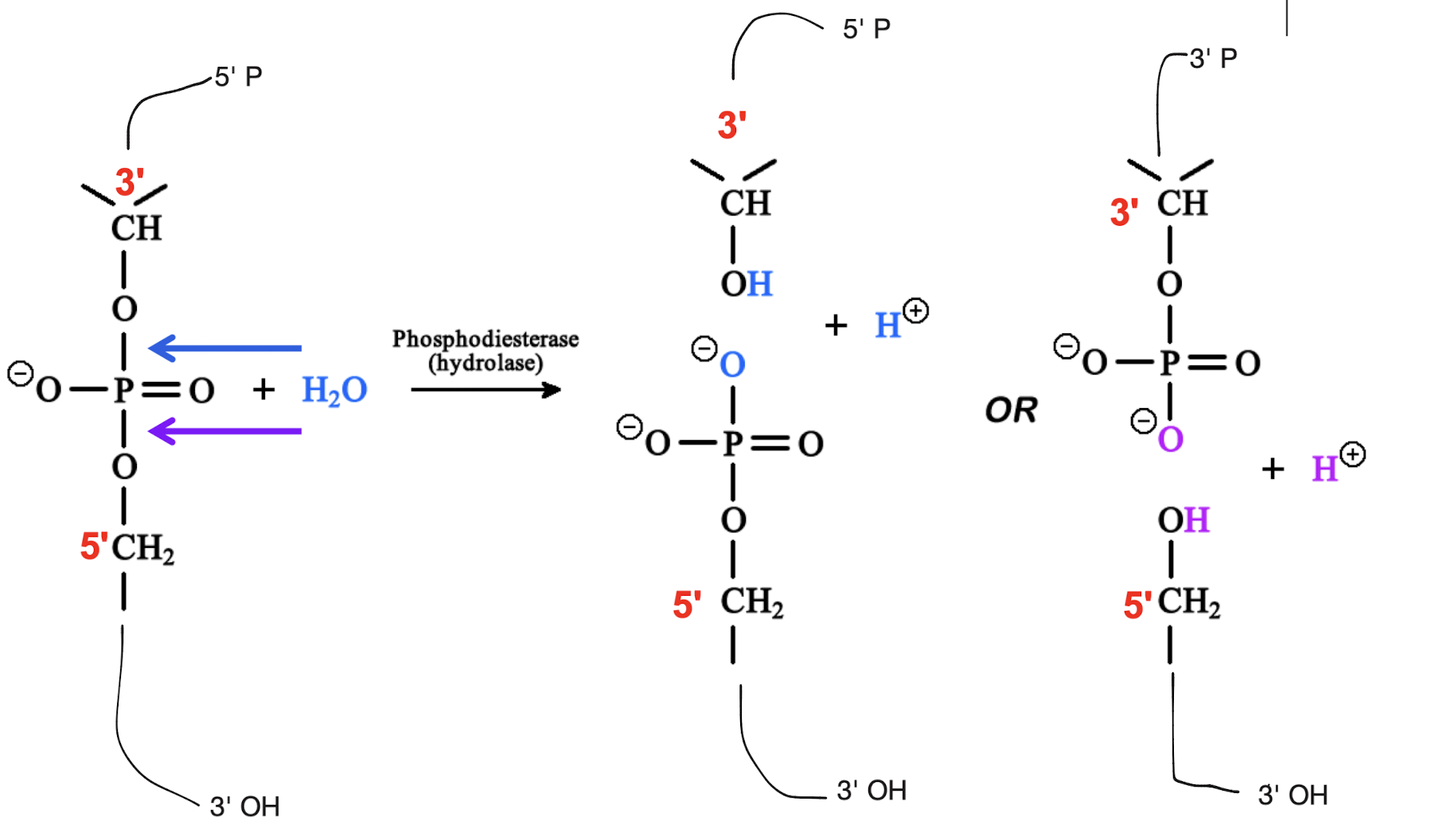 <p>Recall: phosphodiester bonds made 3’ to 5’ (opposite end direction to the nucleic acid). The bond is broken most commonly at the 3’ end of the phosphodiester bond (P-O bond closest to 5’ on nucleic acid), as this leads to the formation of regular ended nucleotides (5’ end of nucleotide has phosphate, 3’ has OH)</p><p>Hydrolysis of the 5’ end of the phosphodiester bond (P-O bond closest to 3’ on nucleic acid) is less common because it leads to unusual ends (3’ phosphate, 5’ OH), but it still occurs occasionally</p>