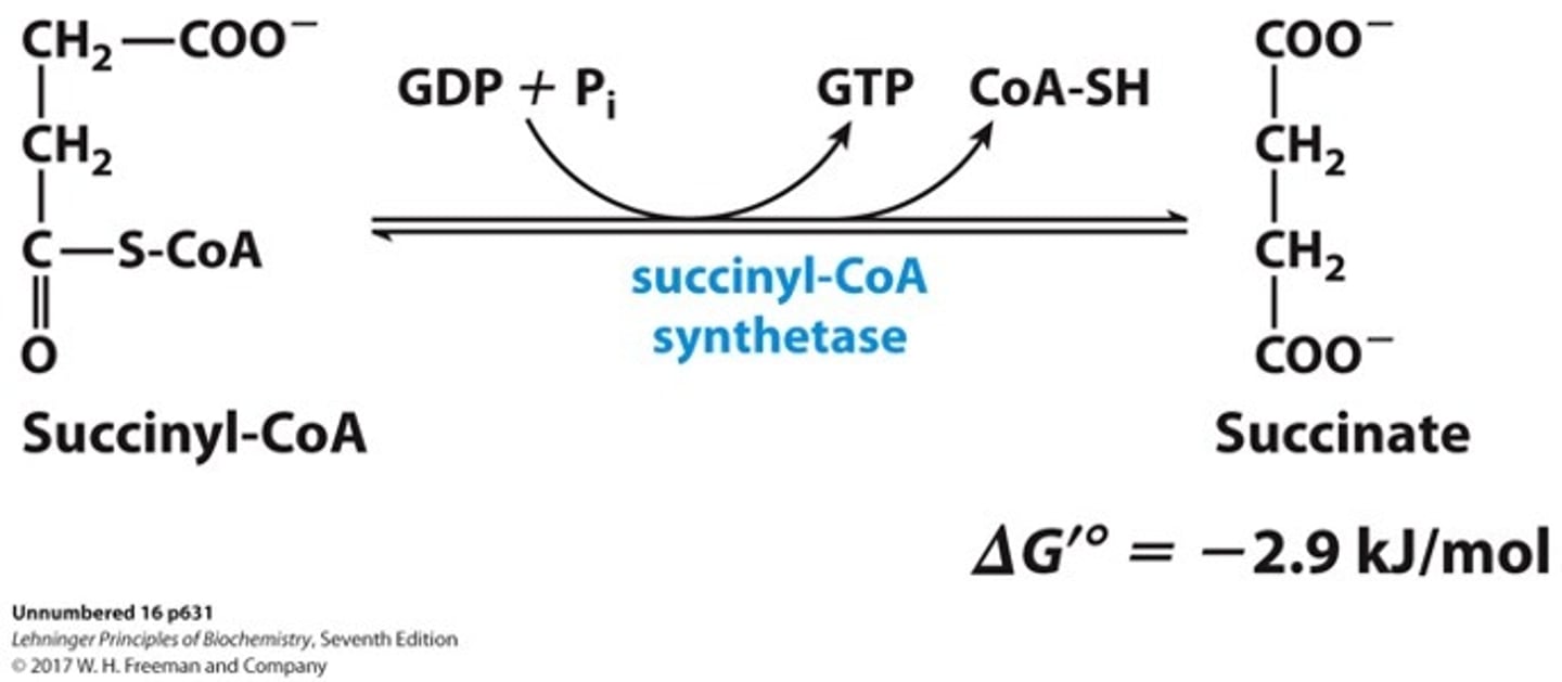 <p>succinyl-CoA turned into succinate</p><p>enzyme: succinyl CoA synthase</p><p>reversible</p>