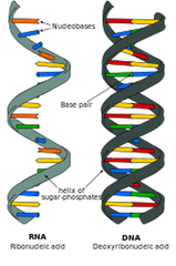 <p>Organic molecules made up of linked nucleotide subunits; examples DNA and RNA</p>