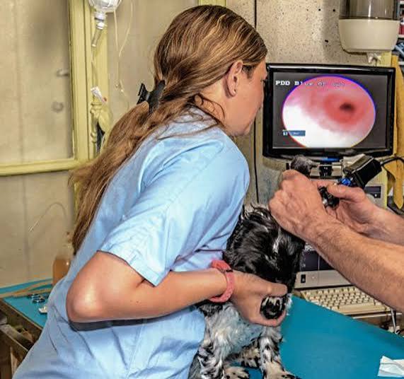 <p>Endoscopy</p>