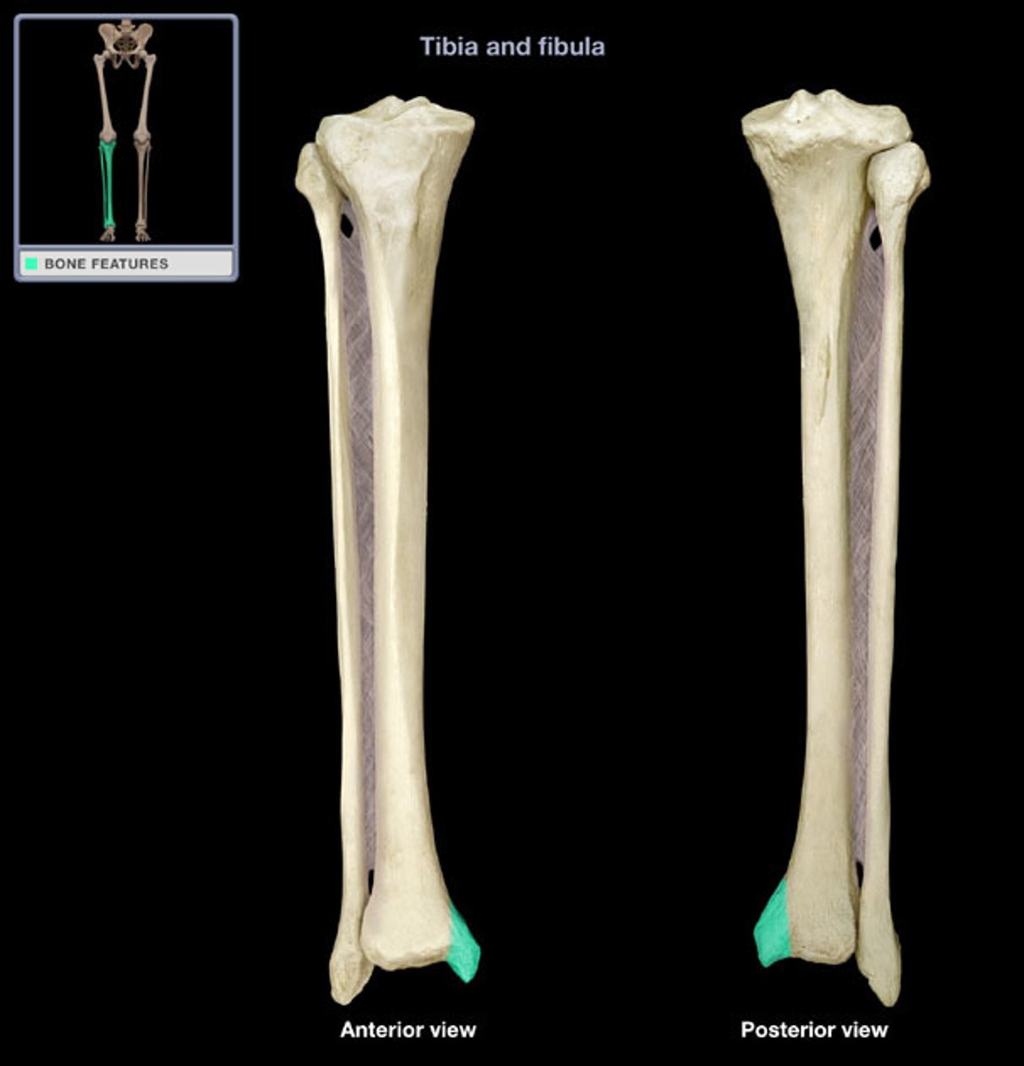 <p>(what bone and bone marking)</p>