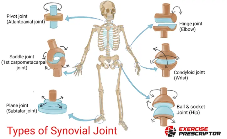 <p>fluid of joints</p>