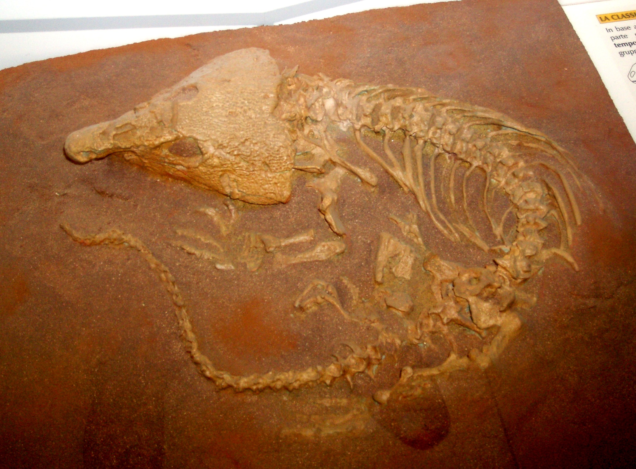 <p><span>primitive group of extinct "stem reptiles" (early amniotes) that lived during the Late Carboniferous and Permian periods. Historically classified under the order </span>Cotylosauria<span>, they are traditionally considered the basal stock from which most other reptile lineages evolved</span></p><ul><li><p>anapsid</p></li></ul><p></p>