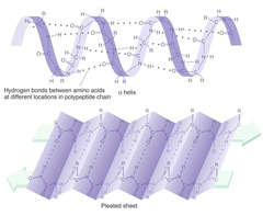 <p>The hydrogen in the -NH has a weak positive charge</p><p>The oxygen in the -C=O has a weak negative charge</p><p>hydrogen bonds form between the oxygen of the carboxyl group of one amino acid and the H in the amine group of another amino acid</p>