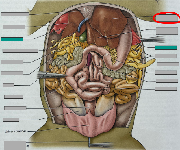 <p>What part of the organism is this?</p>