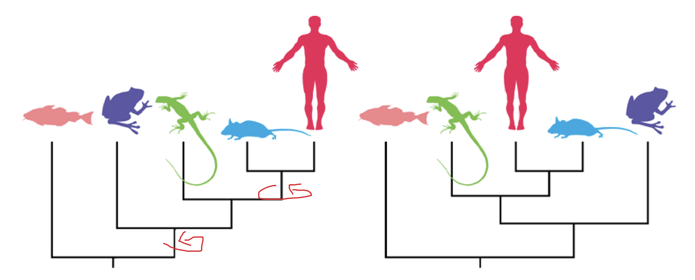 <p>Are the evolutionary relationships depicted in these two trees the same or different? Justify your answer.</p>