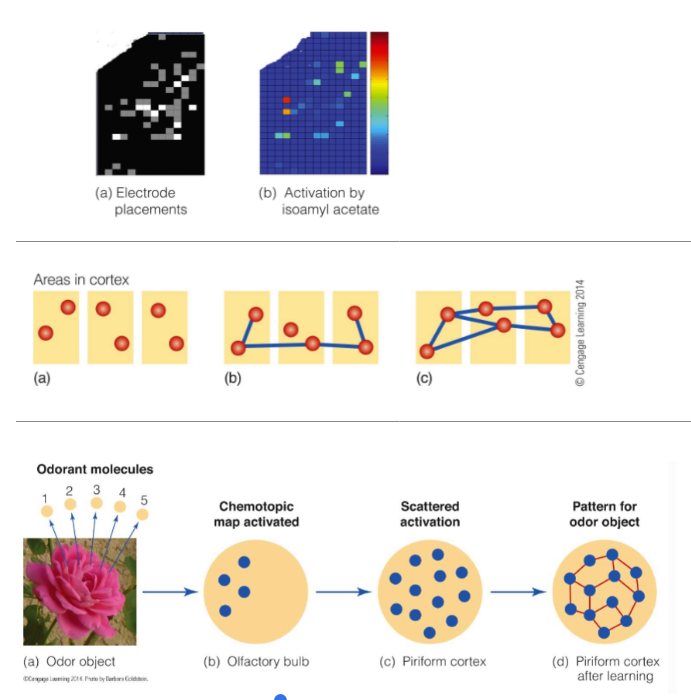 <p><strong><u>orderly maps (organized odor maps) of the olfactory bulb are NOT preserved when signals reach the piriform cortex</u></strong>, as seen by scattering and spreading out activated neurons from bulb to piriform cortex</p><p>__</p><ul><li><p>(a) initially, <u>incoming info/odorants activate certain areas in the </u><strong><u>PIRIFORM cortex</u> </strong>← where the rectangles are different cortical areas/cells &amp; red circles are activated areas</p><ul><li><p><span style="color: blue;"><strong><u>chemotopic map</u></strong> activated when odorants activate ORNs of mucosa, which will send signals to the glomeruli of bulb (in <u>olfactory bulb</u>)</span></p></li><li><p><span style="color: blue;"><strong><u>scattered activation</u></strong> (from bulb → <u>piriform cortex</u>)</span></p></li></ul></li><li><p>(b) as time passes, the <u>neural activity is replayed,</u> which <u>starts to form connections b/w the activated areas</u></p></li><li><p>(c) eventually, the <u>activated areas for a certain memory are ALL linked together</u>, which<strong><u> stabilizes the memory</u></strong></p><ul><li><p><span style="color: blue;">forms a <strong><u>pattern of activation for that specific odor</u></strong></span></p></li></ul></li></ul><p></p>