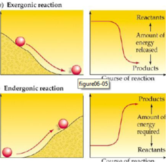 <p>absorbs energy by building energy</p>