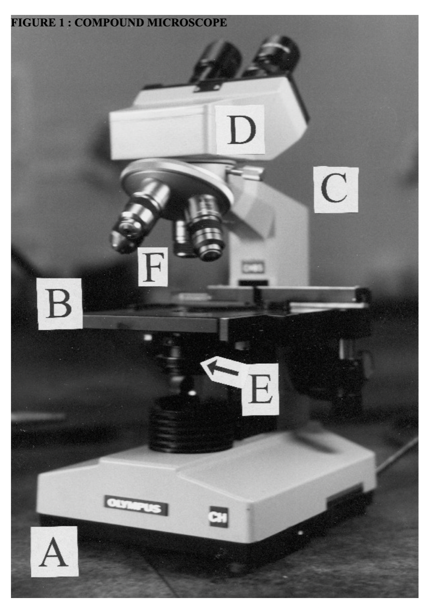 <p>What part of the microscope is labeled B?</p>