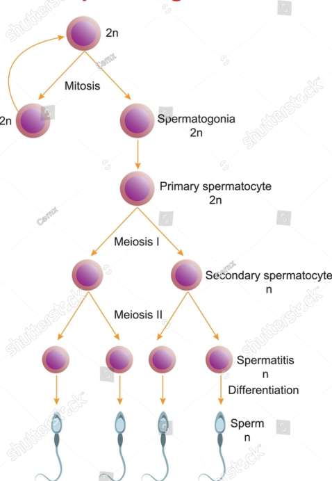 <p></p><p>1. Spermatogonium (2n)</p><p>2. Primary spermatocyte (2n)</p><p>→ Meiosis (stage I) →</p><p>3. 2 secondary spermatocyte (n) each</p><p>→ Meiosis (stage II) →</p><p>4. 2 spermatids (n) each</p><p>5. 1 sperm (n) each</p><p></p>