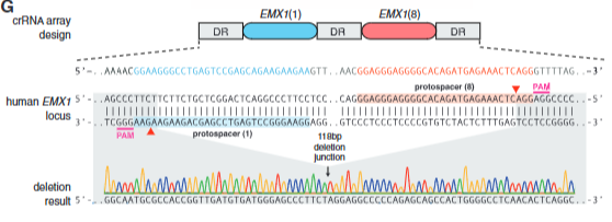 <p>Explain fig. 4 G cong</p>