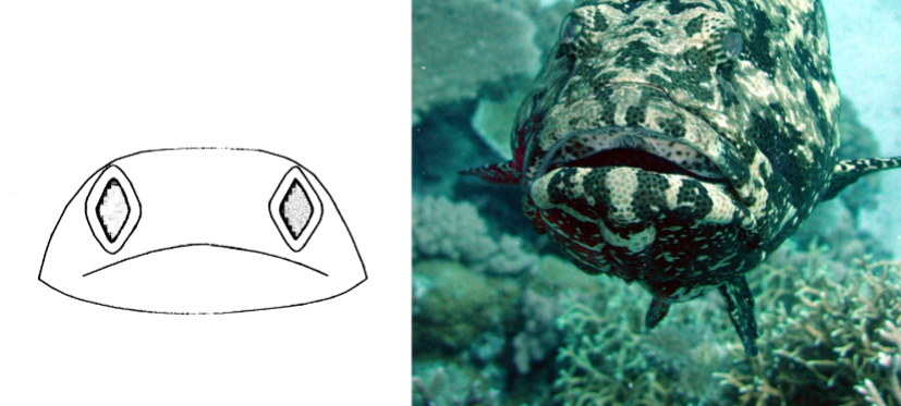<p>broad head, wide downturned mouth, ringed broadly elliptical eyes</p>