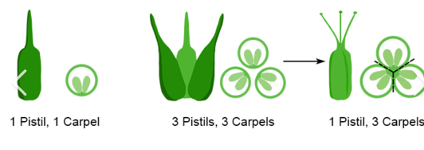 <p>1 unit; multiple fused units</p>