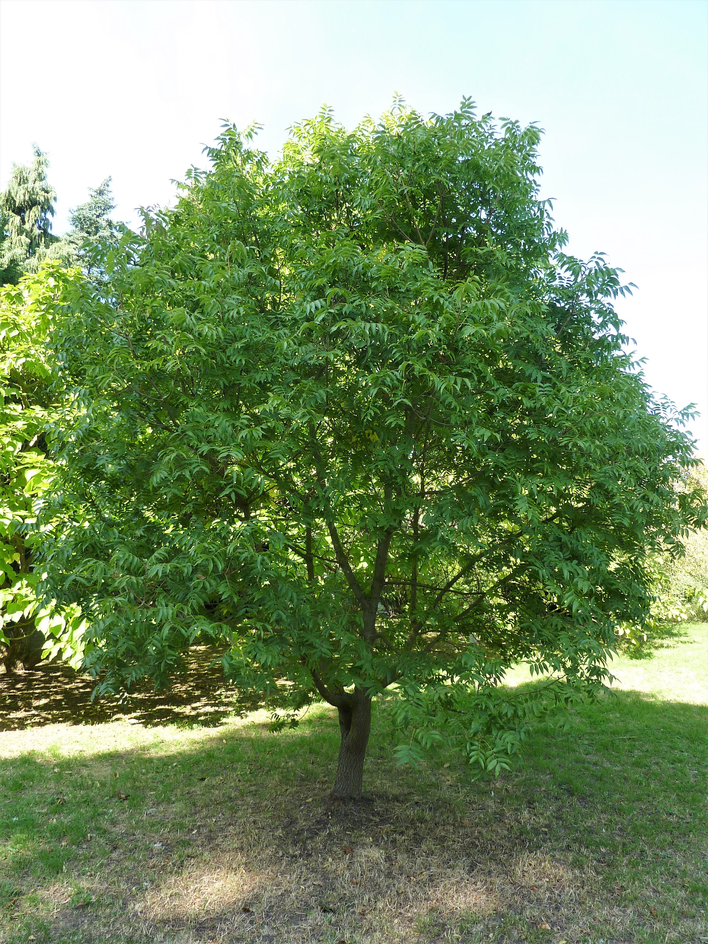<p><em>Pistacia chinensis</em></p>