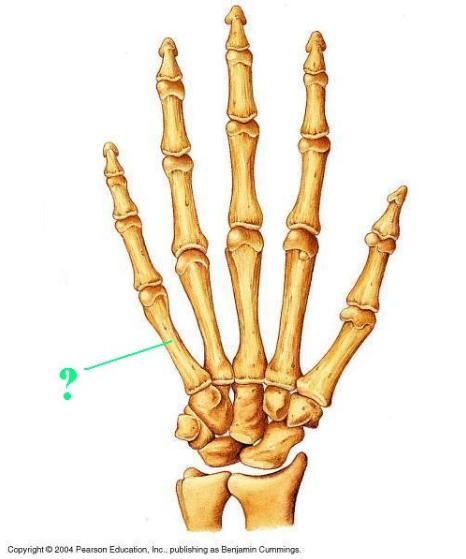 <p><span>Identify the indicated bone.</span></p>