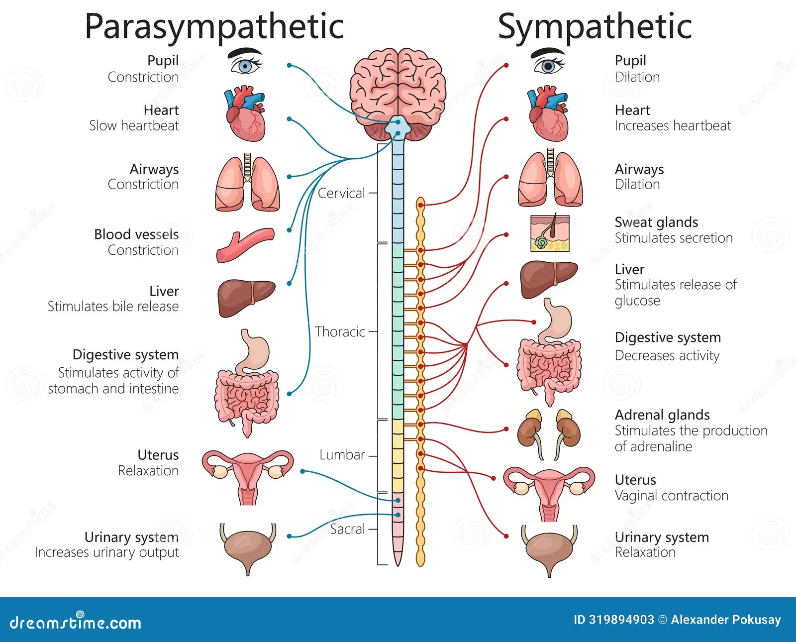 <ul><li><p><strong>Parasympathetic</strong> = Responsible for the rest-and-digest response. </p></li><li><p><strong>Sympathetic</strong> = Responsible for the fight-or-flight response. </p></li><li><p><strong>Enteric</strong> = Response for control of the gastrointestinal tract.</p></li></ul><p></p>