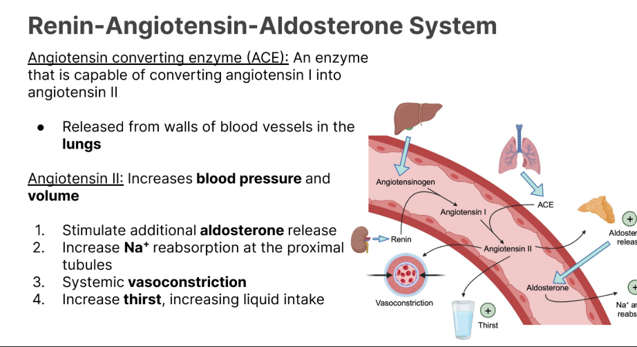 <p>An enzyme that is capable of converting <strong>angiotensin I → angiotensin II</strong></p><ul><li><p>Released from the walls of blood vessels in the <strong>lungs.</strong>.</p></li></ul><p></p>