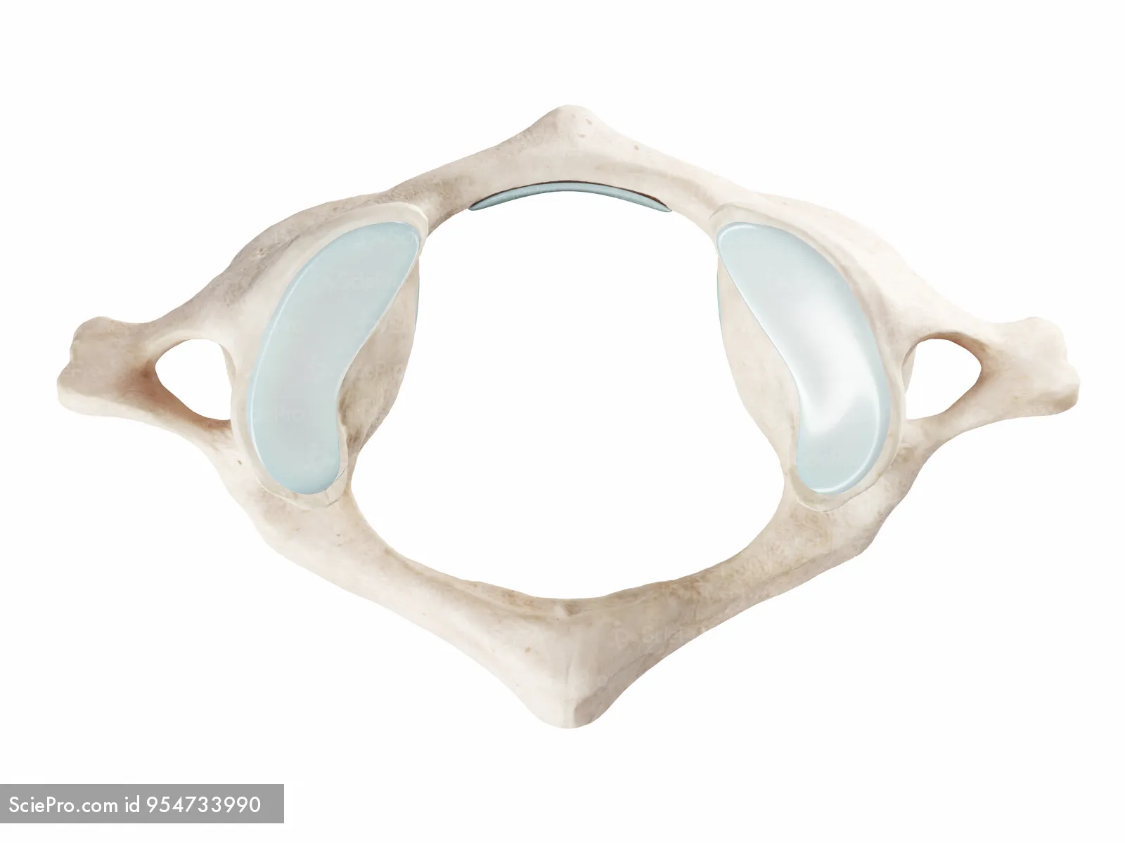 <p>What makes the first cervical vertebrae different from the rest?</p>