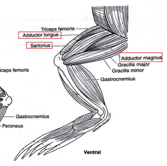 <p>Legs come together at body’s midline</p>