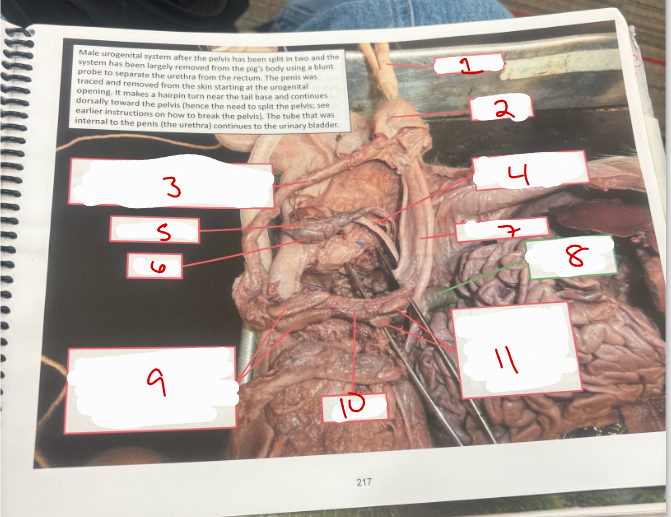 <p>Male Urogenital System 7</p>