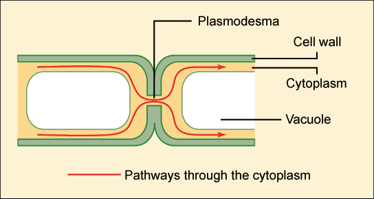 <p>Channels connecting cytoplasm of adjacent plant cells</p>