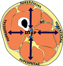 <p>farther from the surface of the body</p>