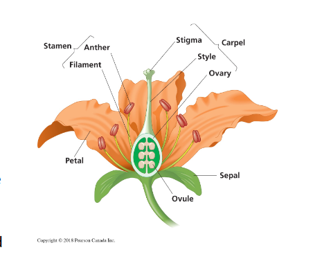 <p>Key reproductive adaptation of angiosperms. A flower is a specialized shoot with modified leaves.</p><ul><li><p>Sepal: enclose the flower. Green/leaf-like. Encloses other flower parts, ex: broccoli (part eaten is thousands of flower buds covered by green sepals)</p></li><li><p>Petals: are brightly coloured and attract pollinators</p></li><li><p>Stamens: produce pollen. Consist of a stalk (filament) with an anther where pollen is produced.</p></li><li><p>Carpels: produce ovules:<br>Ovaries (fertilization occurs here, protects ovule). <br>Style (elevates stigma to make accessible to pollinators). <br>Stigma (where pollen is received, lots of sugary/sticky substances at the tip)</p></li></ul><p><br>If a flower is complete, it means that it has all four flower organs. However, not all flowers are complete. Can have radial or bilateral symmetry<br><br>ex: Holy has nonfunctional stamen and other variety has no stamens. This causes the plants to need to cross pollinate between the two variety of plants. </p><p></p>
