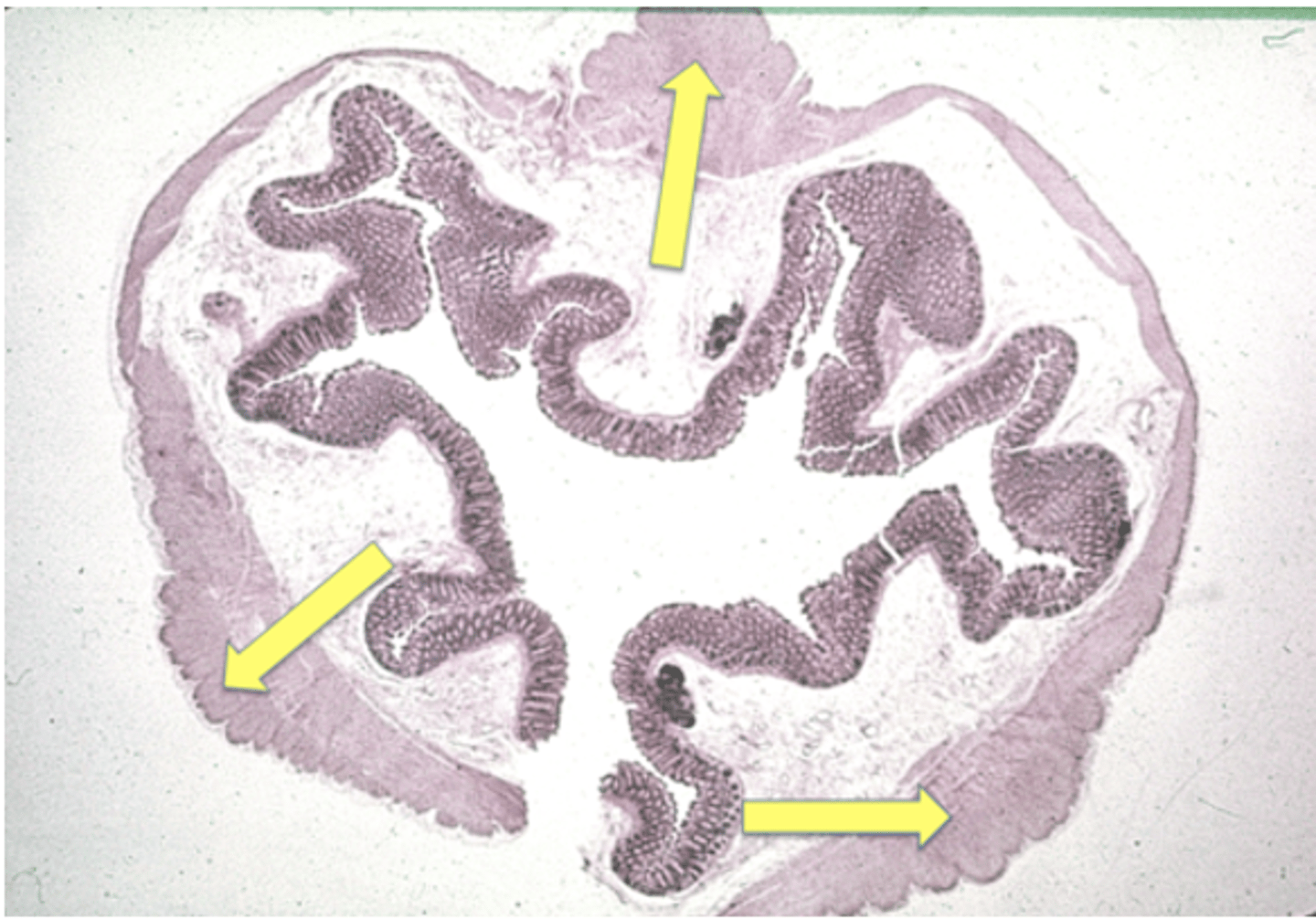<p>Identify the structure</p>