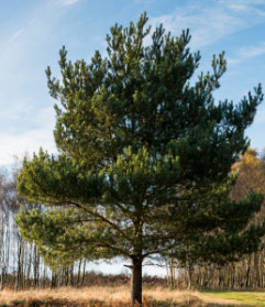 <p>Identify the plant phylum it belongs to</p>