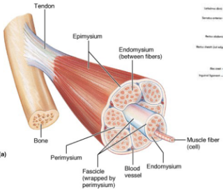 <p>Outer layer of bone that tendon attaches to</p>