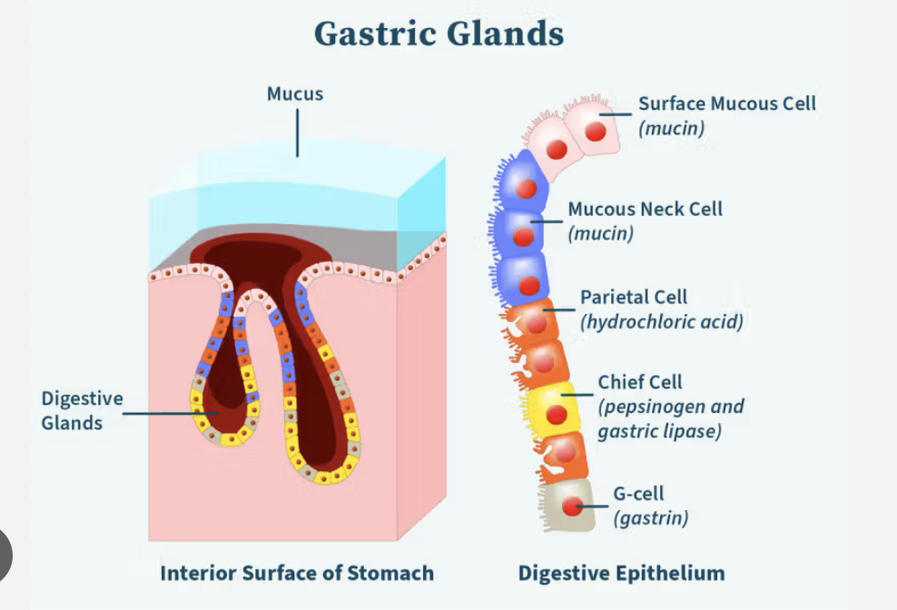 <p><strong>small openings in the stomach lining that lead to tubular glands producing gastric juices essential for digestion</strong></p>