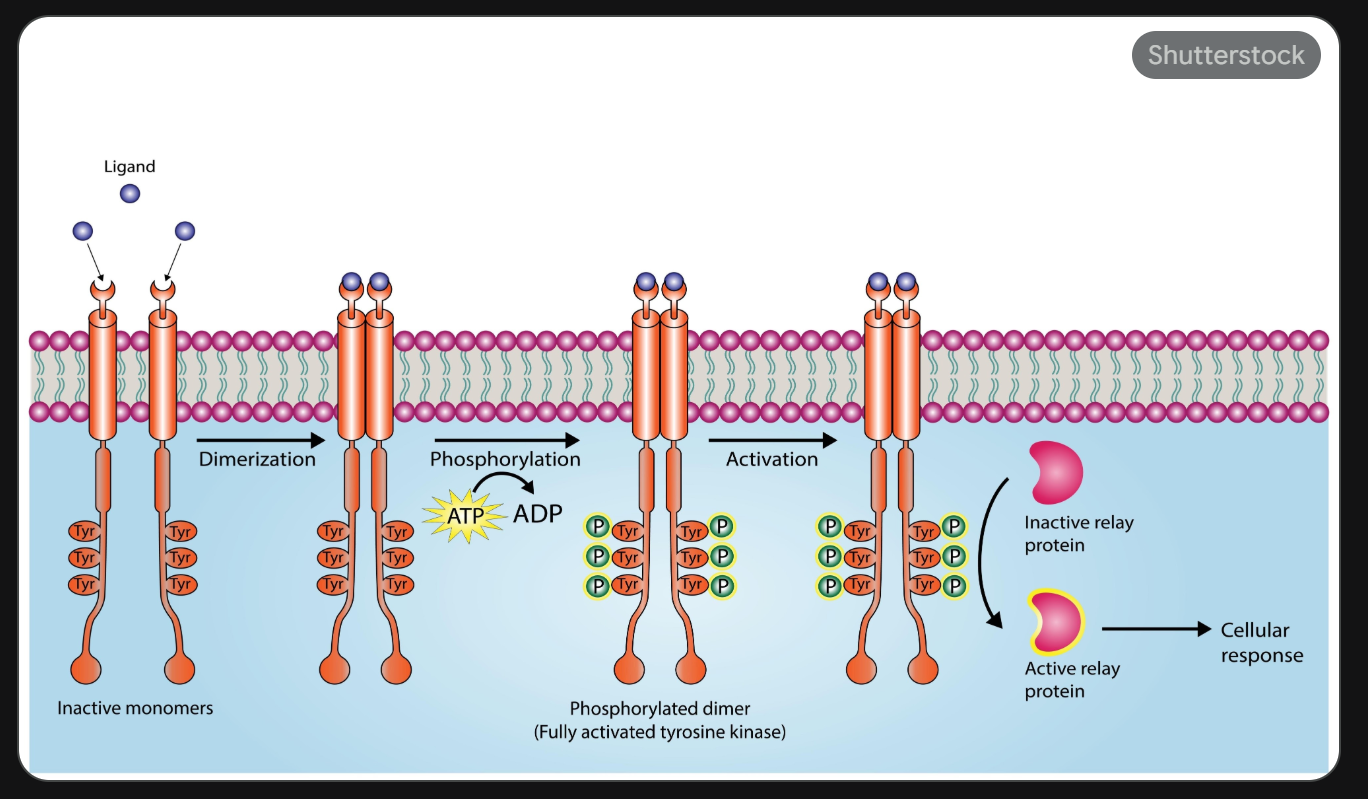 <ul><li><p><strong>Ligand Binding:</strong> A signaling molecule (like insulin) binds to the extracellular portion of the receptor.</p></li><li><p><strong>Dimerization/Activation:</strong> This binding causes the receptor subunits to come together or change shape.</p></li><li><p><strong>Autophosphorylation:</strong> The "kinase" part of the receptor (on the inside of the cell) becomes active. It uses <strong>ATP</strong> to add phosphate groups to its own "tails."</p></li><li><p><strong>Signal Propagation:</strong> These new phosphate groups act as "docking stations" for other signaling proteins inside the cell, starting the transduction cascade.</p></li><li><p>Ex.<span> </span><span>Mammalian insulin receptor</span></p><ul><li><p><span>Phosphorylates itself and other insulin response substrates</span></p></li><li><p><span>Initiates insertion of glucose transporters into the plasma membrane</span></p></li></ul></li></ul><p></p>