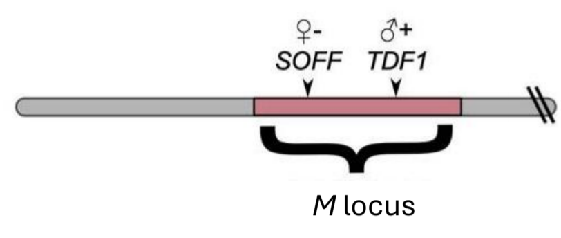 <p><em>M</em> locus including <strong><u>two genes</u></strong> that are not 100% linked:</p><ul><li><p>M/m → male (suppresses female development)</p></li><li><p>m/m → female</p></li></ul><p></p>