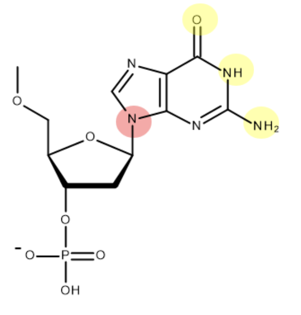 <p>(when bonding to deoxyribose - H is lost as part of condensation reaction. only one of H atoms in NH2 forms H bond) </p>